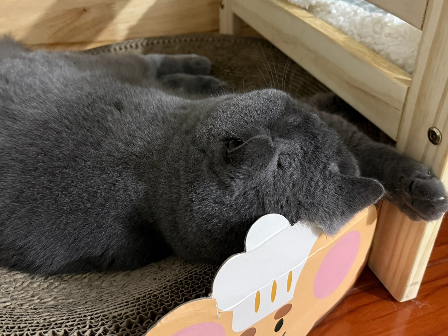 一条鞋带都能玩一天