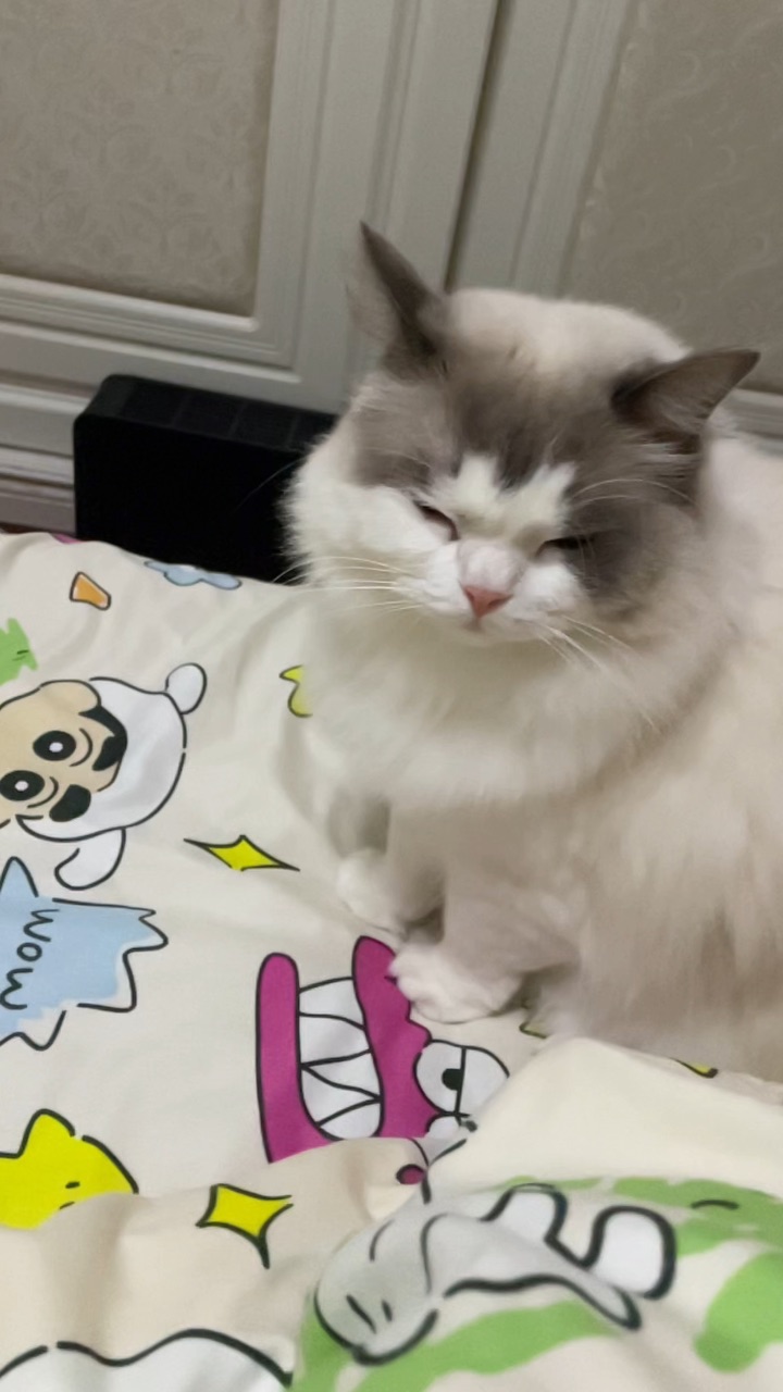 星冰乐宝宝已经困成大笨蛋啦 没想到小猫也可以和人类的作息一模一样呀