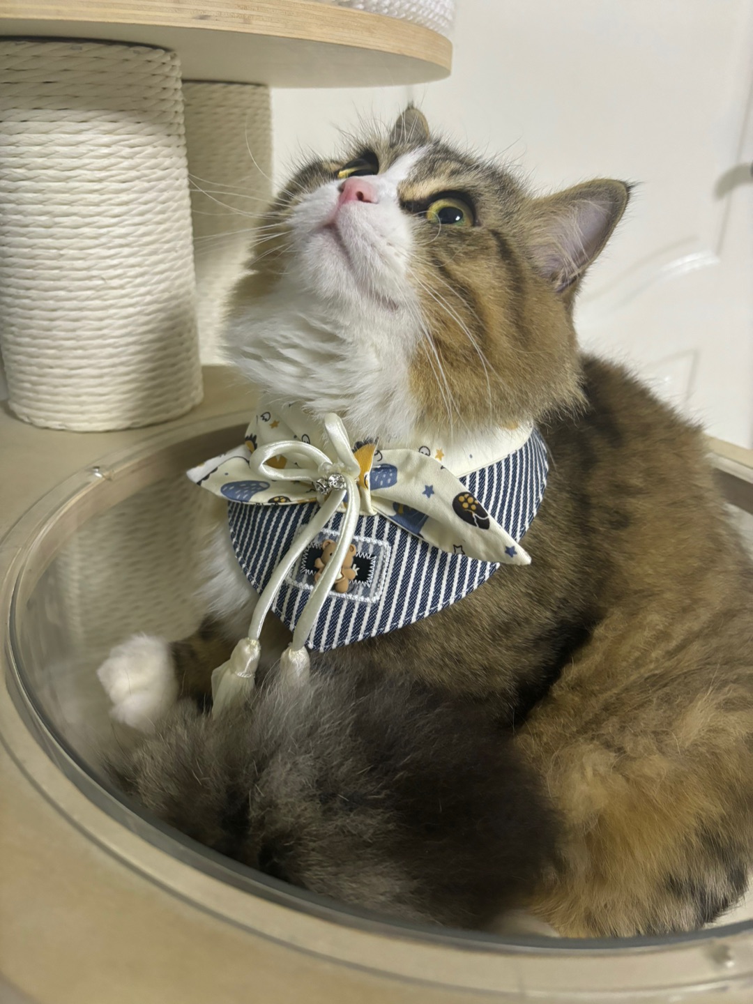 ( ´ ▽ ` )ノ(*´▽｀)ノノ*\(๑• ₃ •๑)(^o^)／