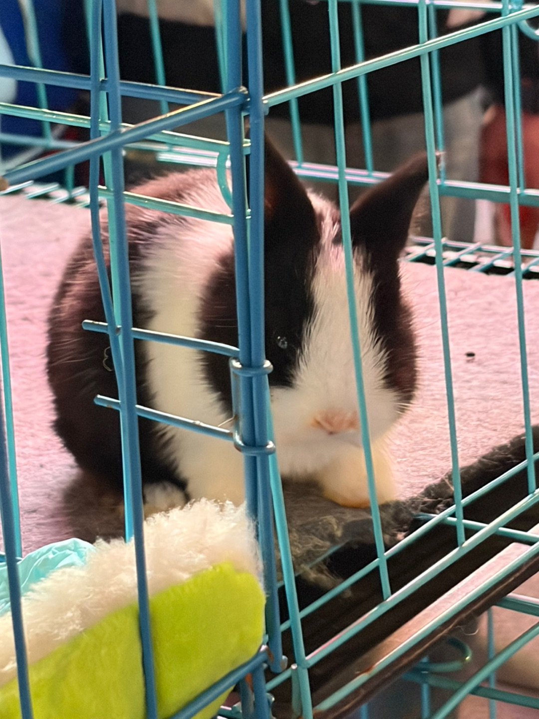 路边看到的奶牛兔