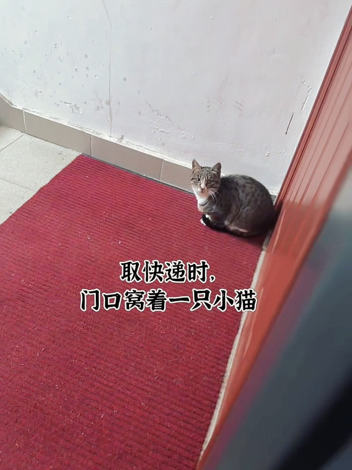 愿天下没有流浪猫