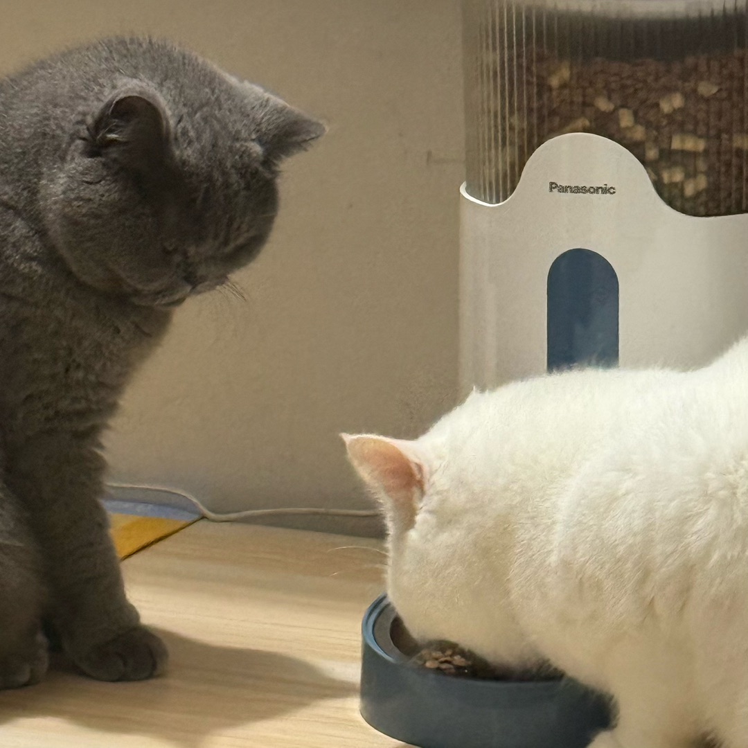 🐱干饭实录