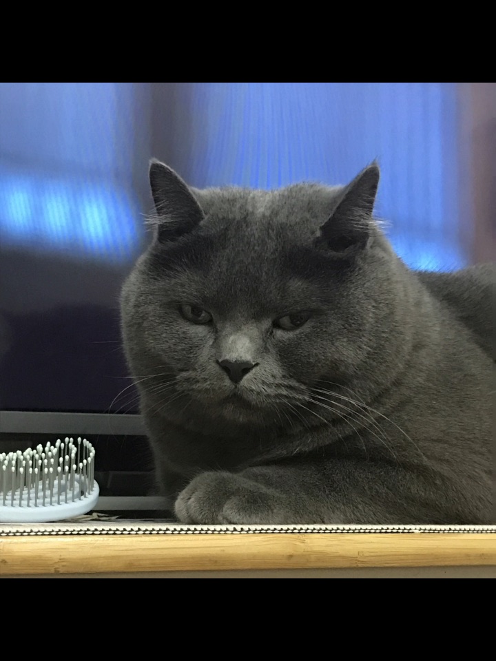 世界上不能没有小猫