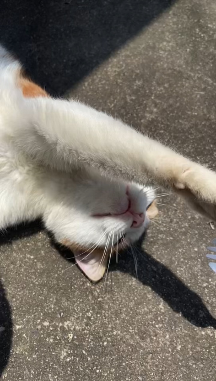 26.4.25 小猫咪amsr