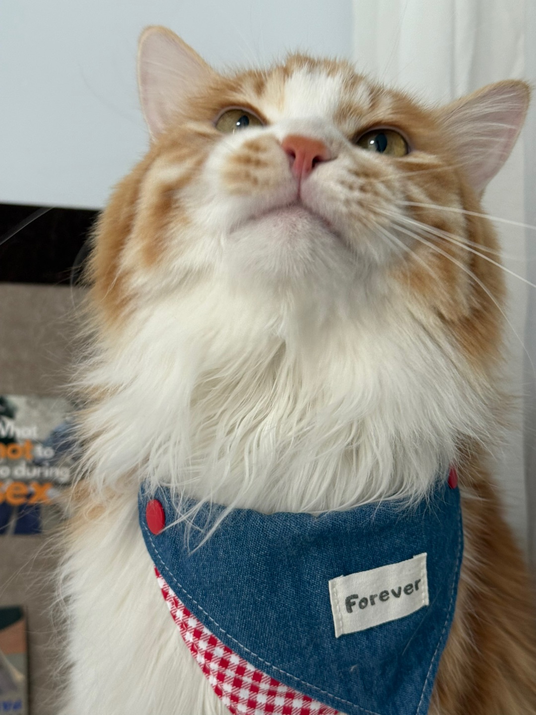 人生 真是喵喵又咪咪呀 ^ ̳- ‧̫ • ̳^ฅ