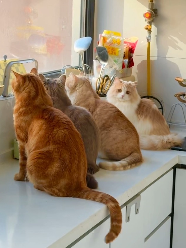 看小鸟电视机也要排队！