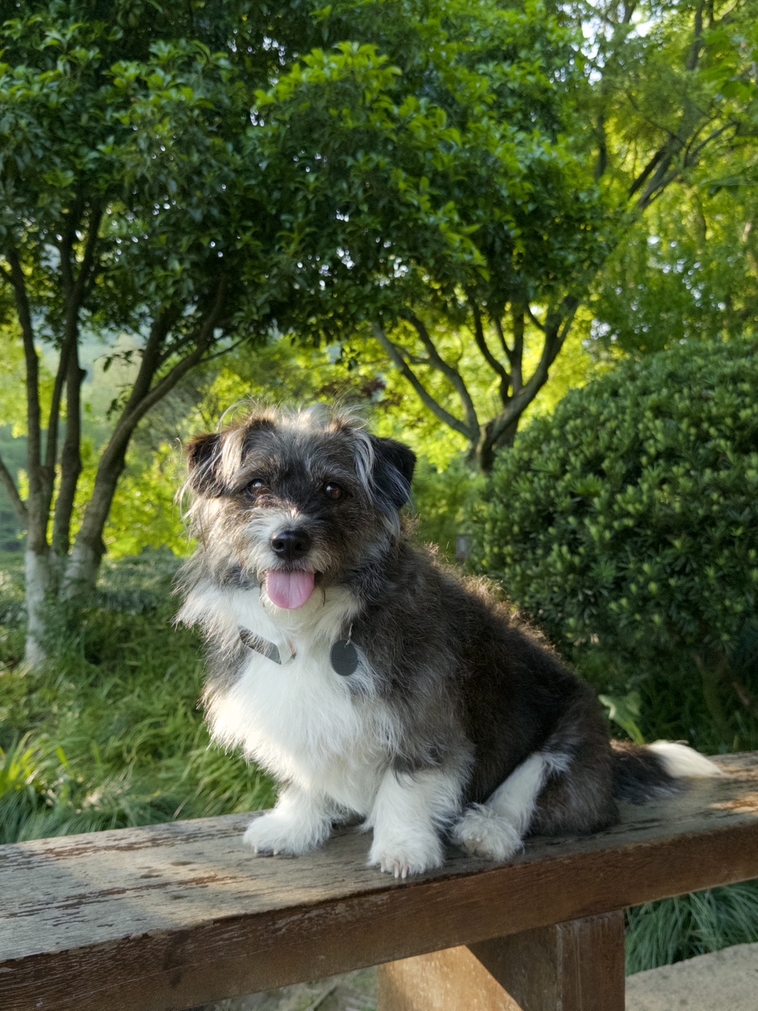 永远爱杭州的绿🍃