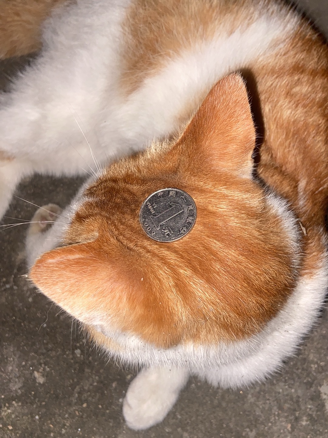 26.4.26 头怎么这么平 都不掉的