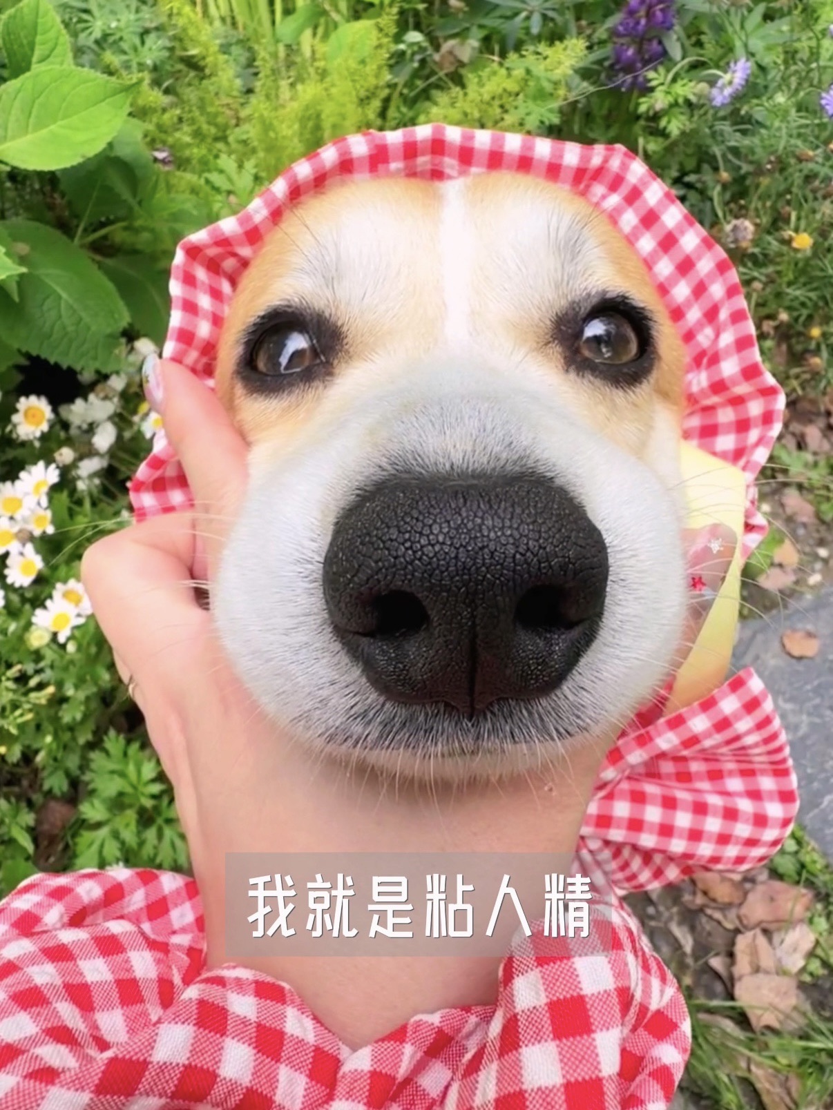 小斗就是粘人精呀～