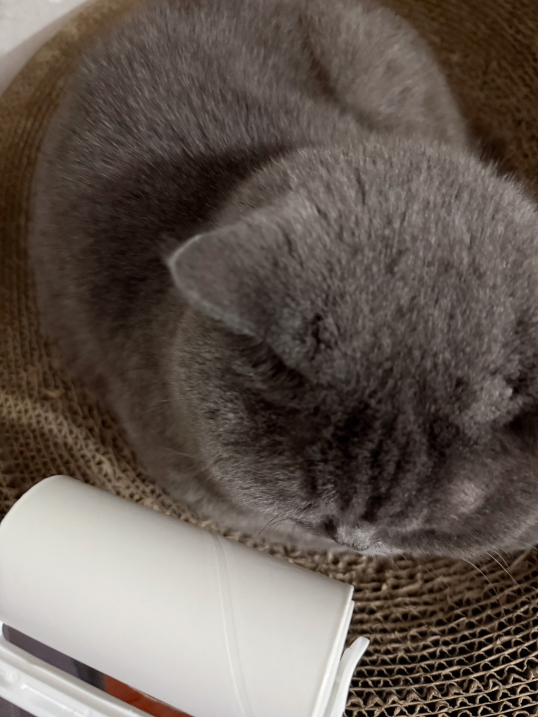 测评 | 得力粘毛器滚筒可撕式替换卷纸滚刷