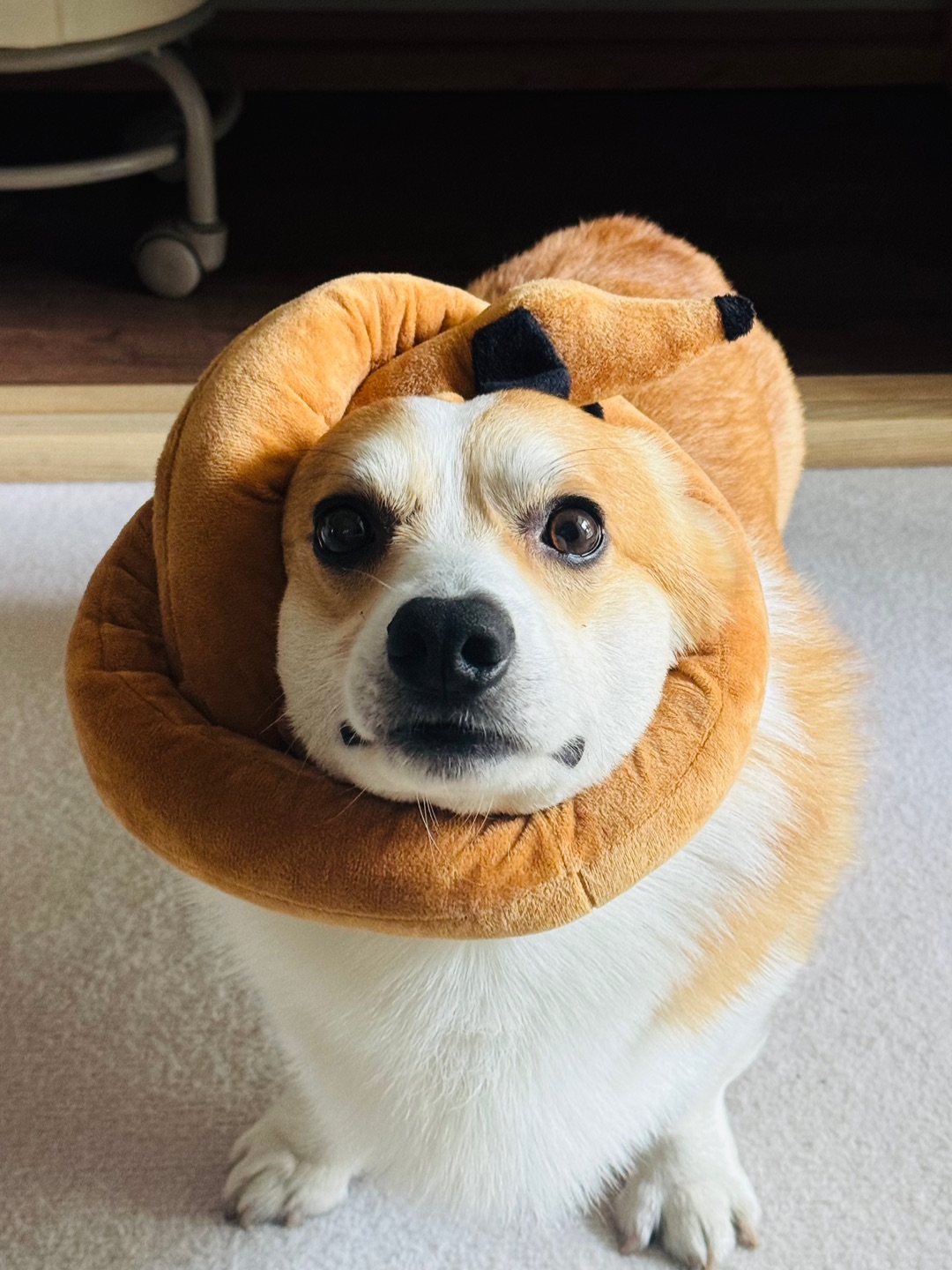 可爱小狗围脖玩具