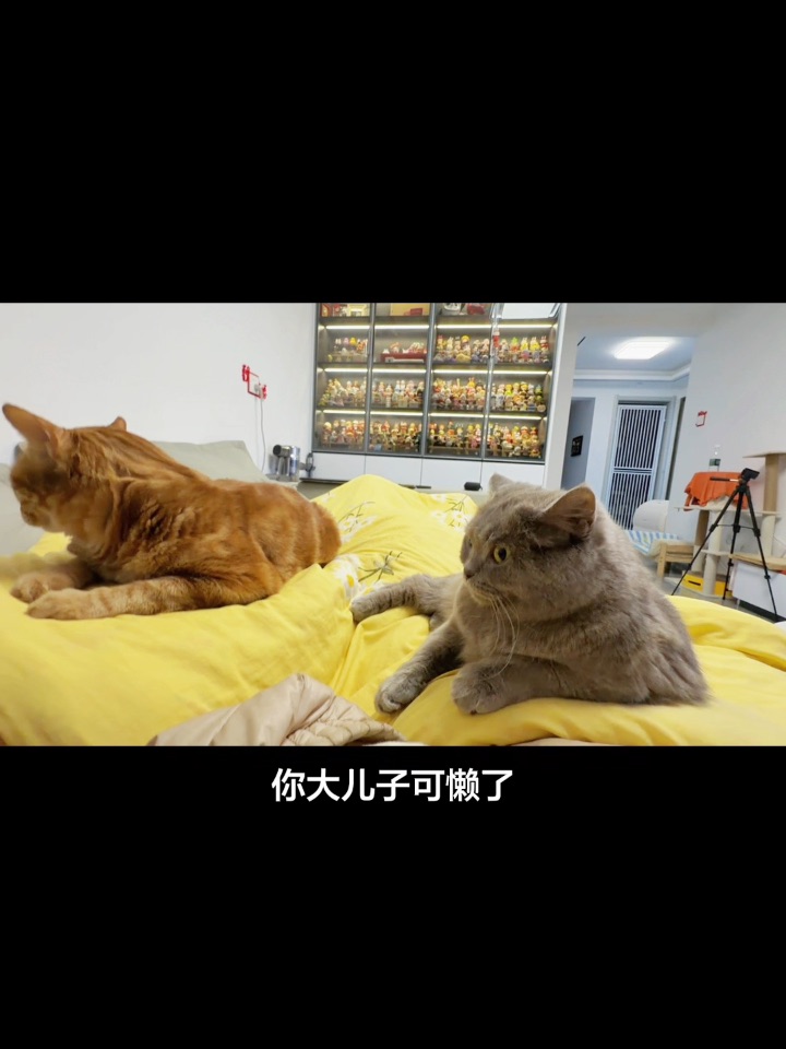 养猫就这生活