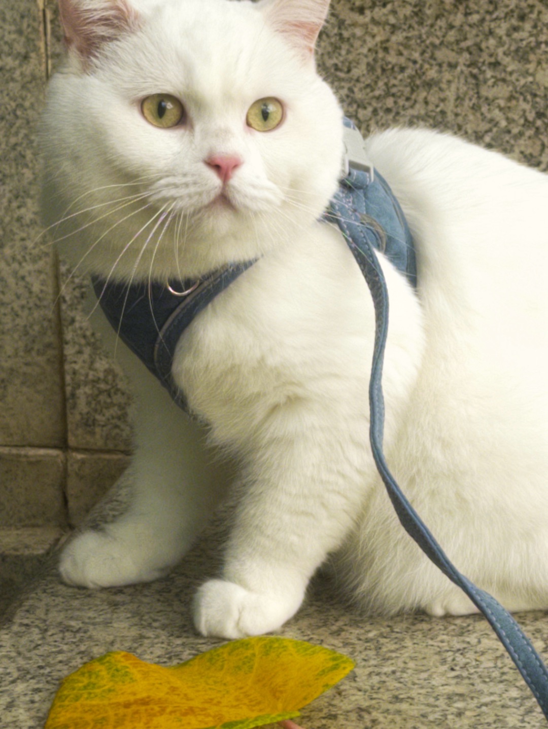 🍂元宝的春日限定