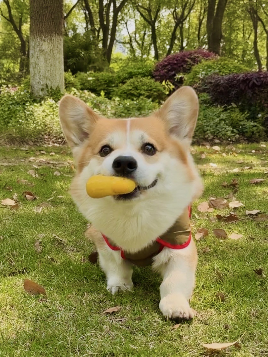 这首BGM太适合春天和小狗啦🍃🐕