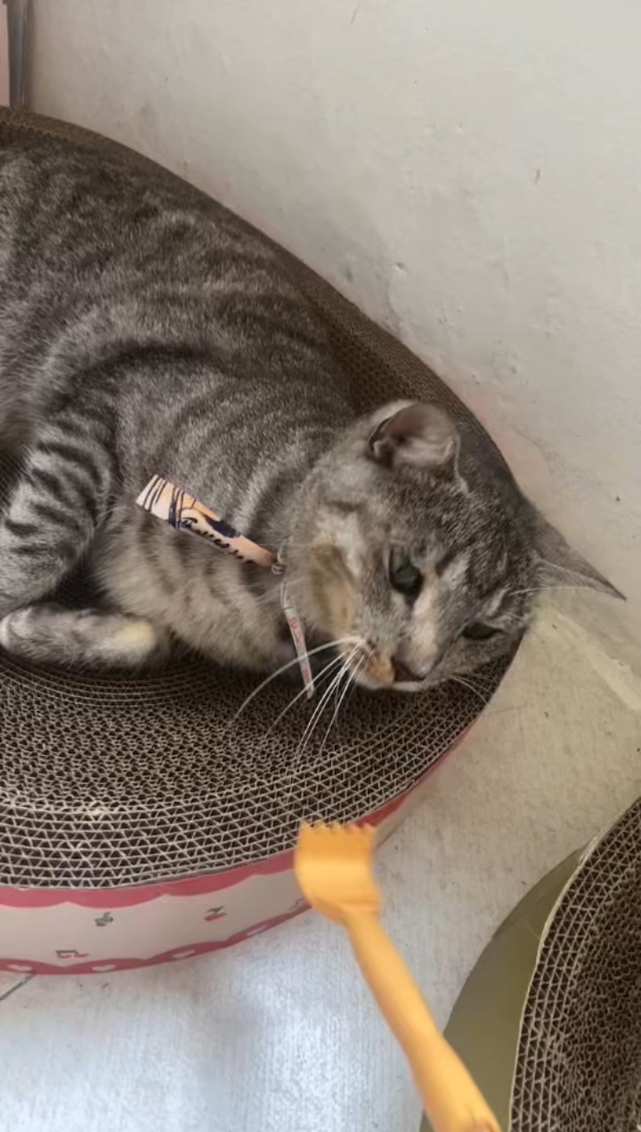 26.4.29 小甜筒 我挠挠挠挠挠