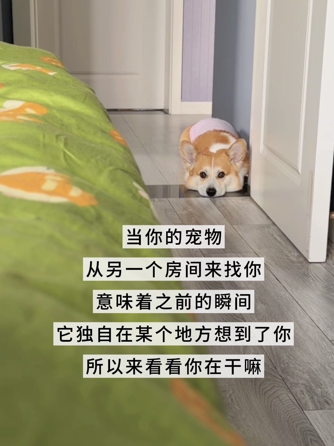 小狗每时每刻都在想你