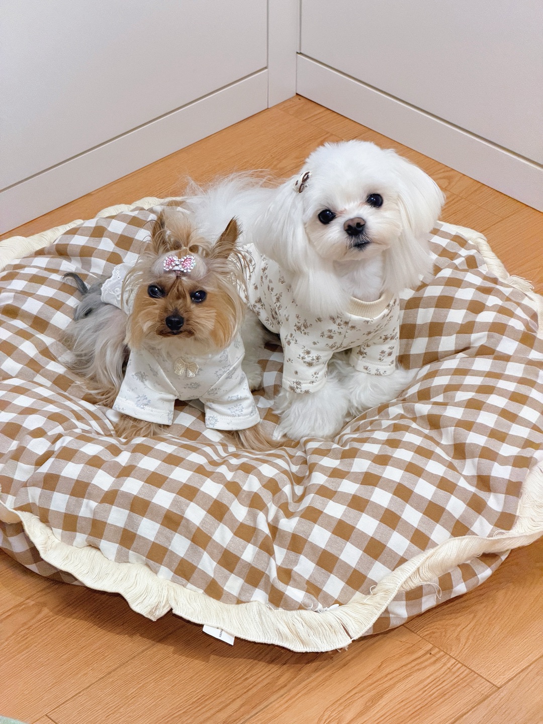 我们是天下第一好姐妹👭（才怪