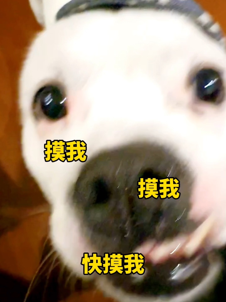 这和小海豹不能说是一模一样