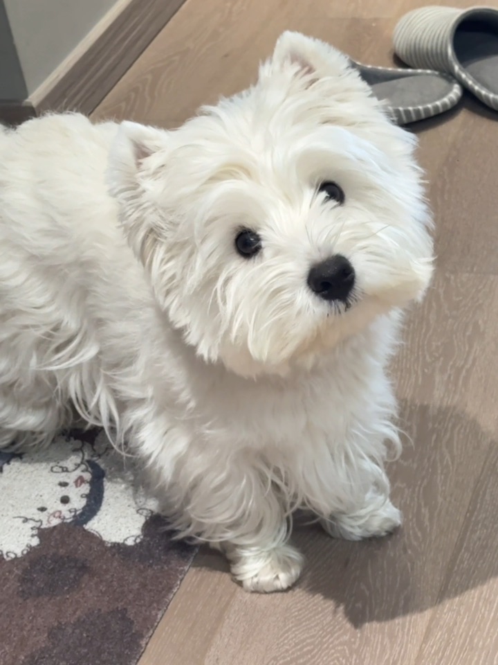 我儿向来方正📺