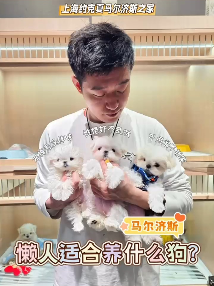 懒人适合养什么狗？这个品种直接抄作业！