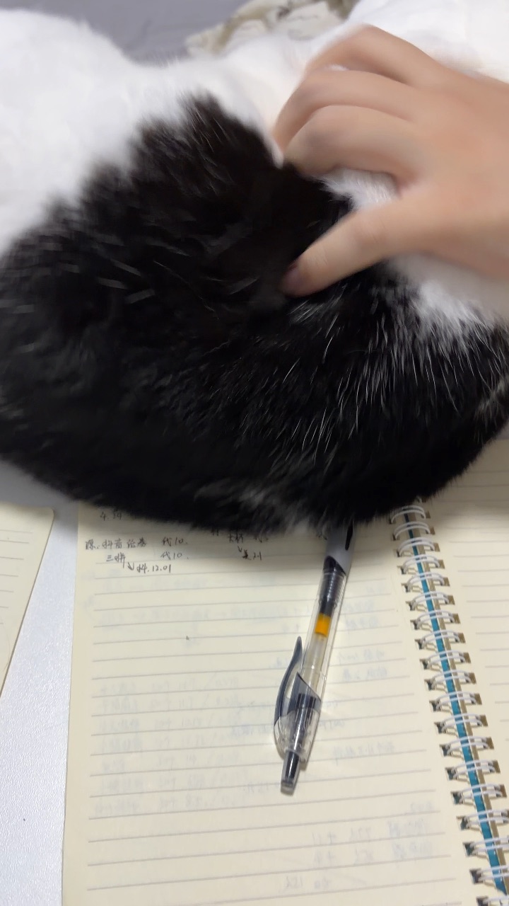 就这样欺负猫