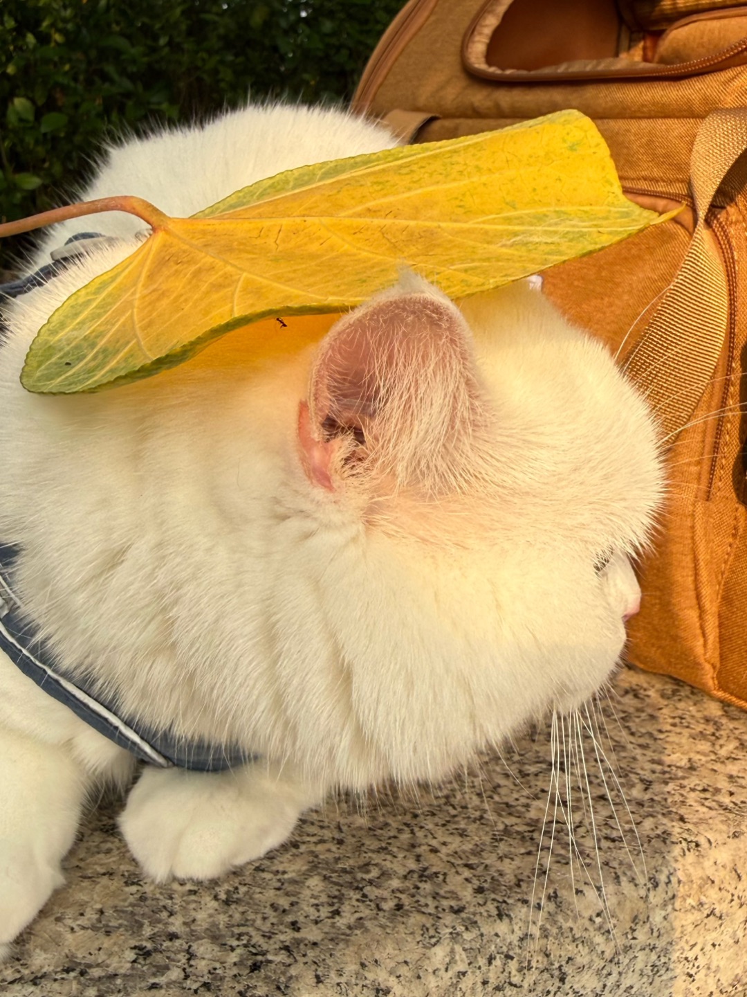 ☀️夏日白猫限定