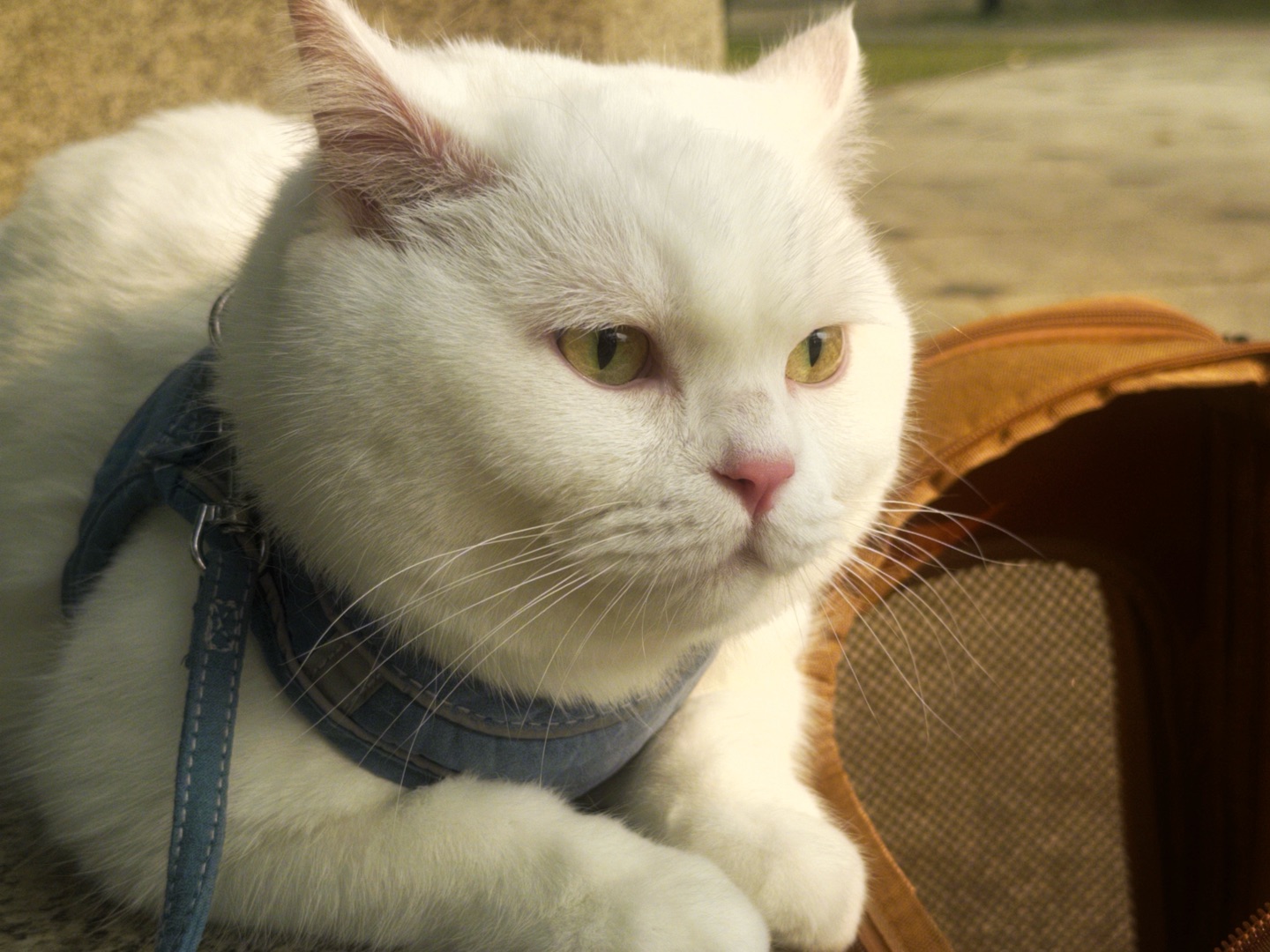 🐱午后橘猫治愈日常