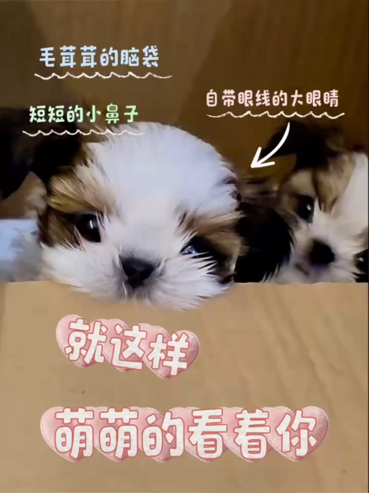 就这么萌萌的看着你～👀西施宝宝の萌混过关计