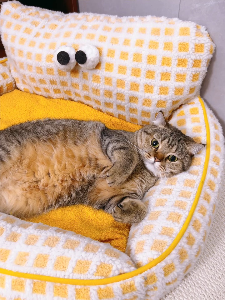 猫咪都爱咬舌头和爪子吧这不是很明显是吗