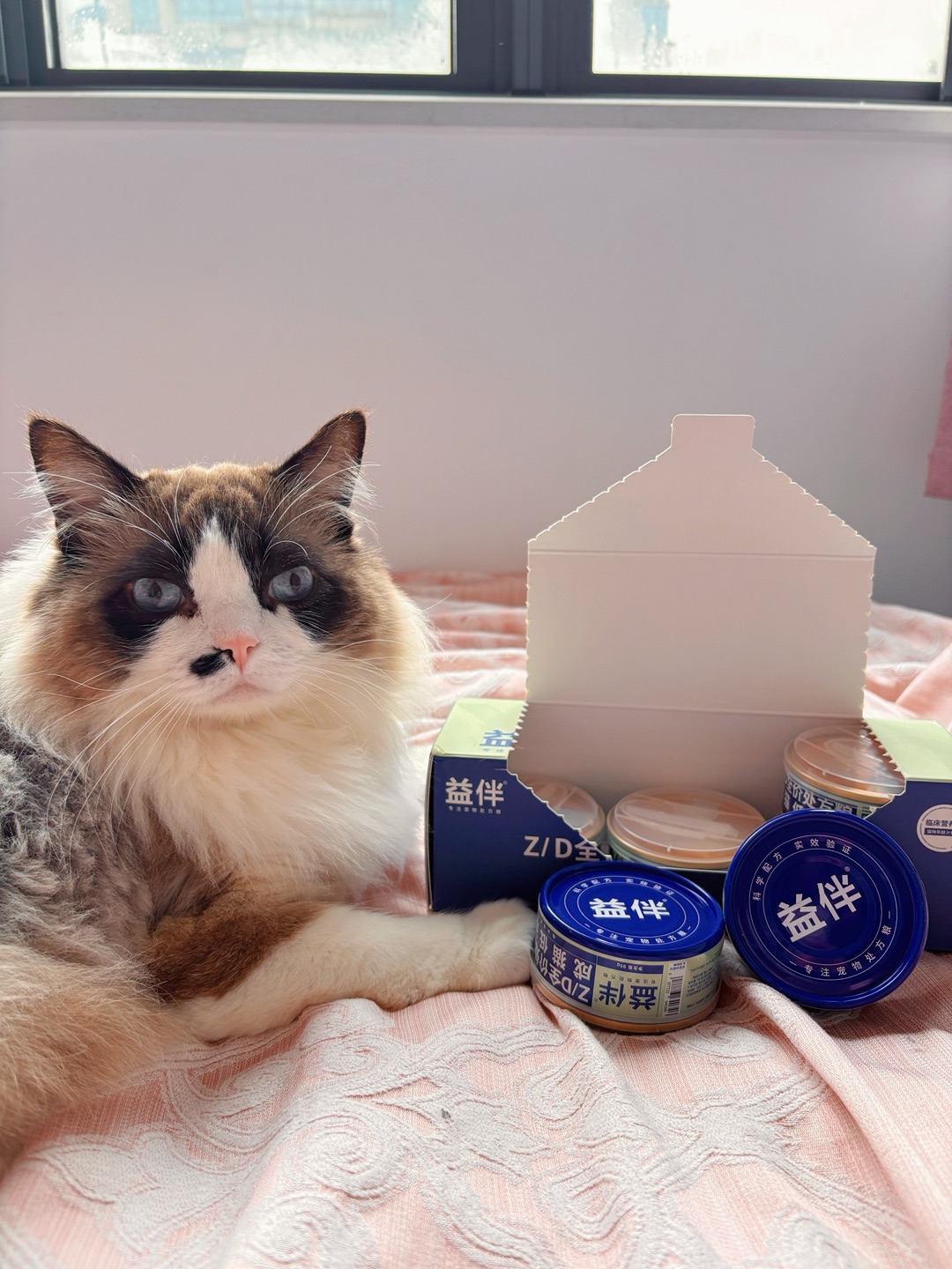 又有新罐罐吃了