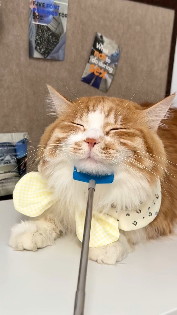 每日一挠，哈哈哈哈哈，超级享受，大胖猪咪～