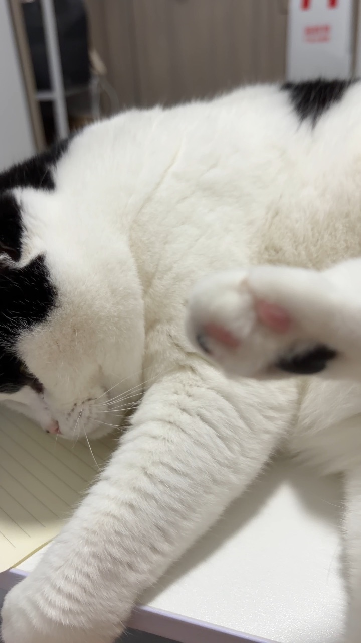 猫咪就是这样打扰人类的