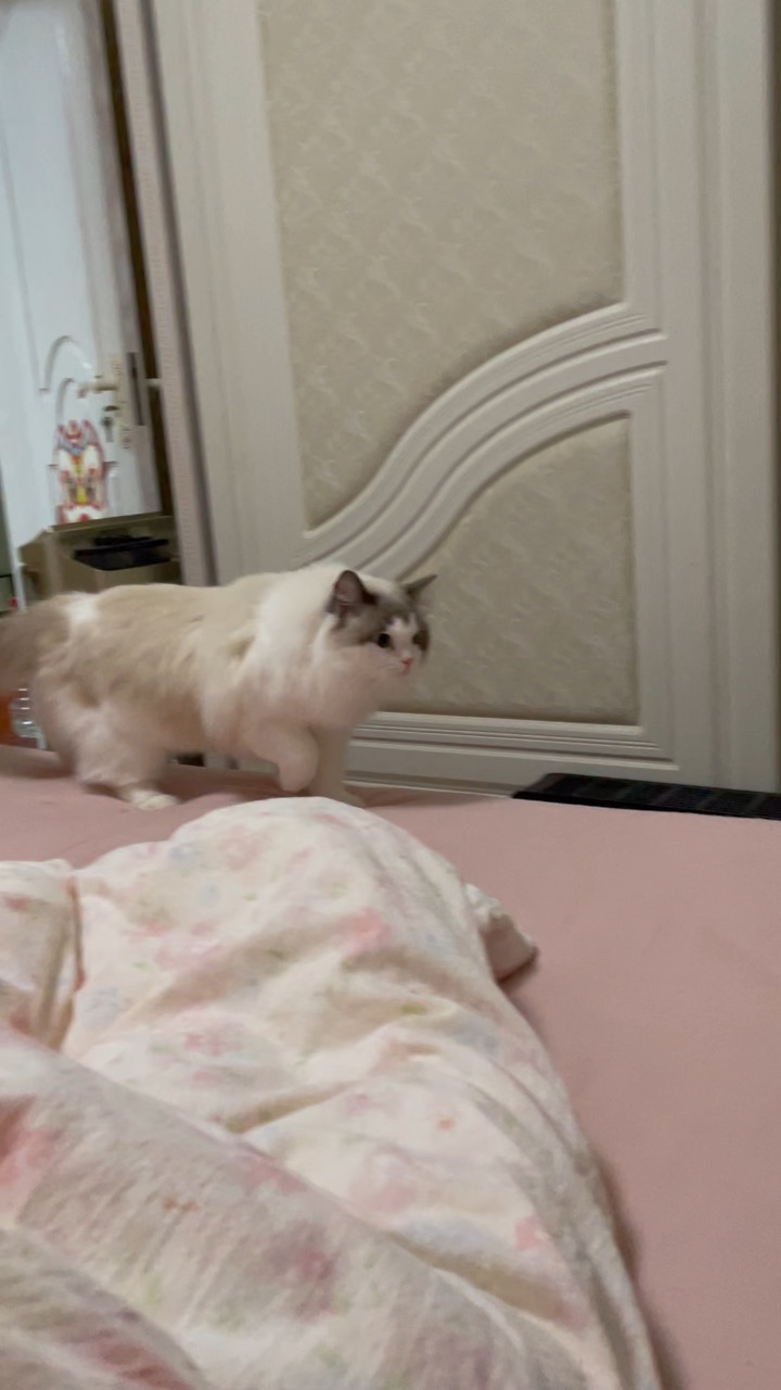 犹豫半天终于敢过来了哈哈哈哈哈 没见过这么笨蛋的小猫咪呢