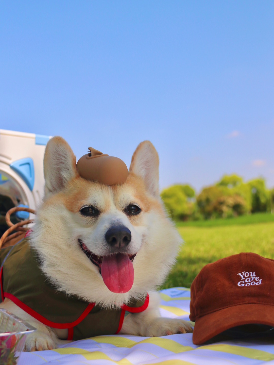 放假带小狗露营啦🏕️