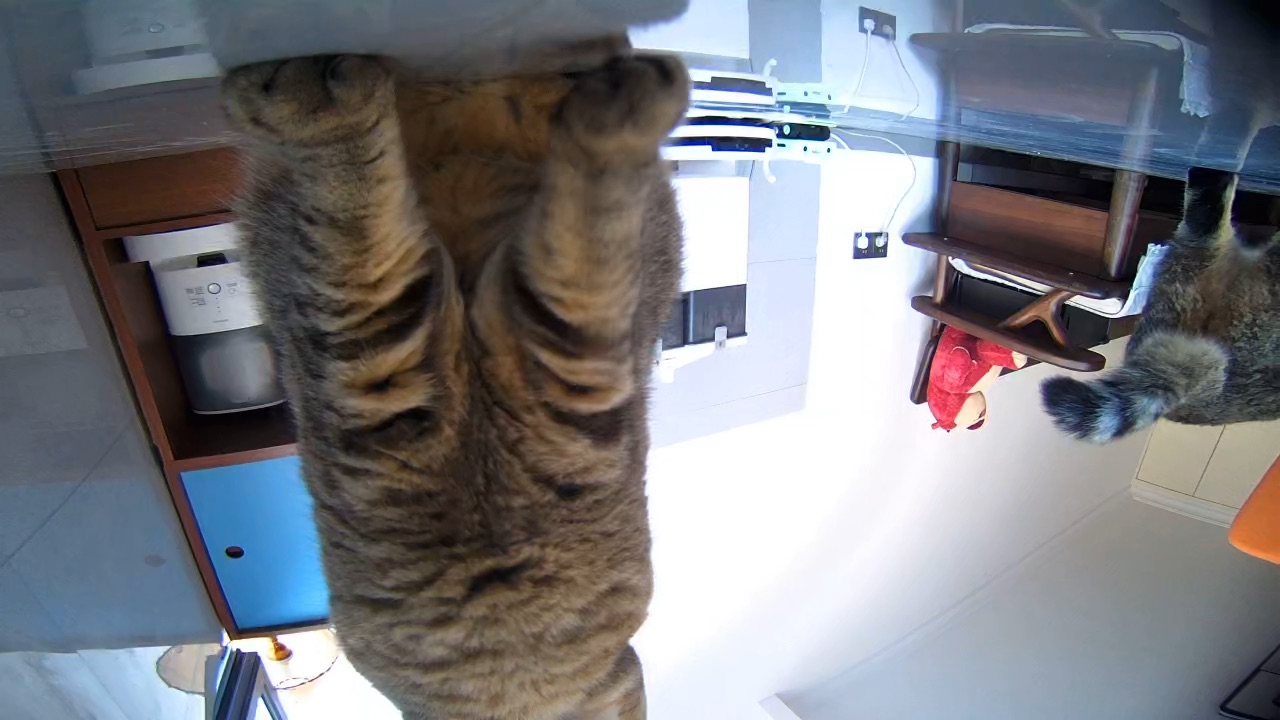 小猫欺负监控！太坏啦 小胖子啊