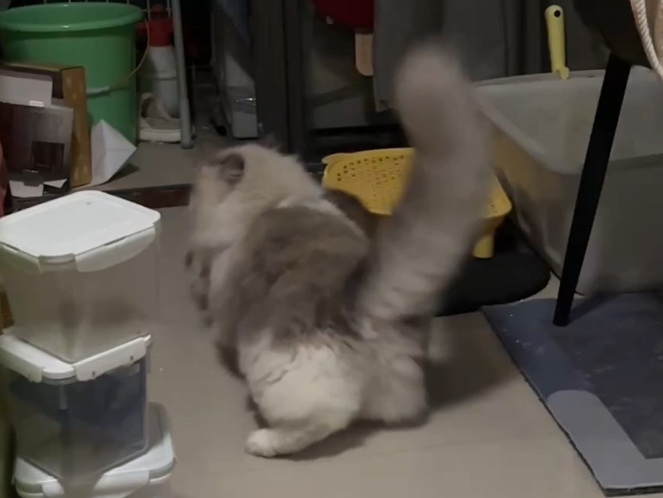 5月1号的大尾巴猫