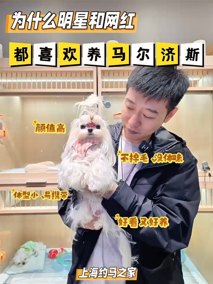 为什么明星和网红都喜欢养马尔济斯
