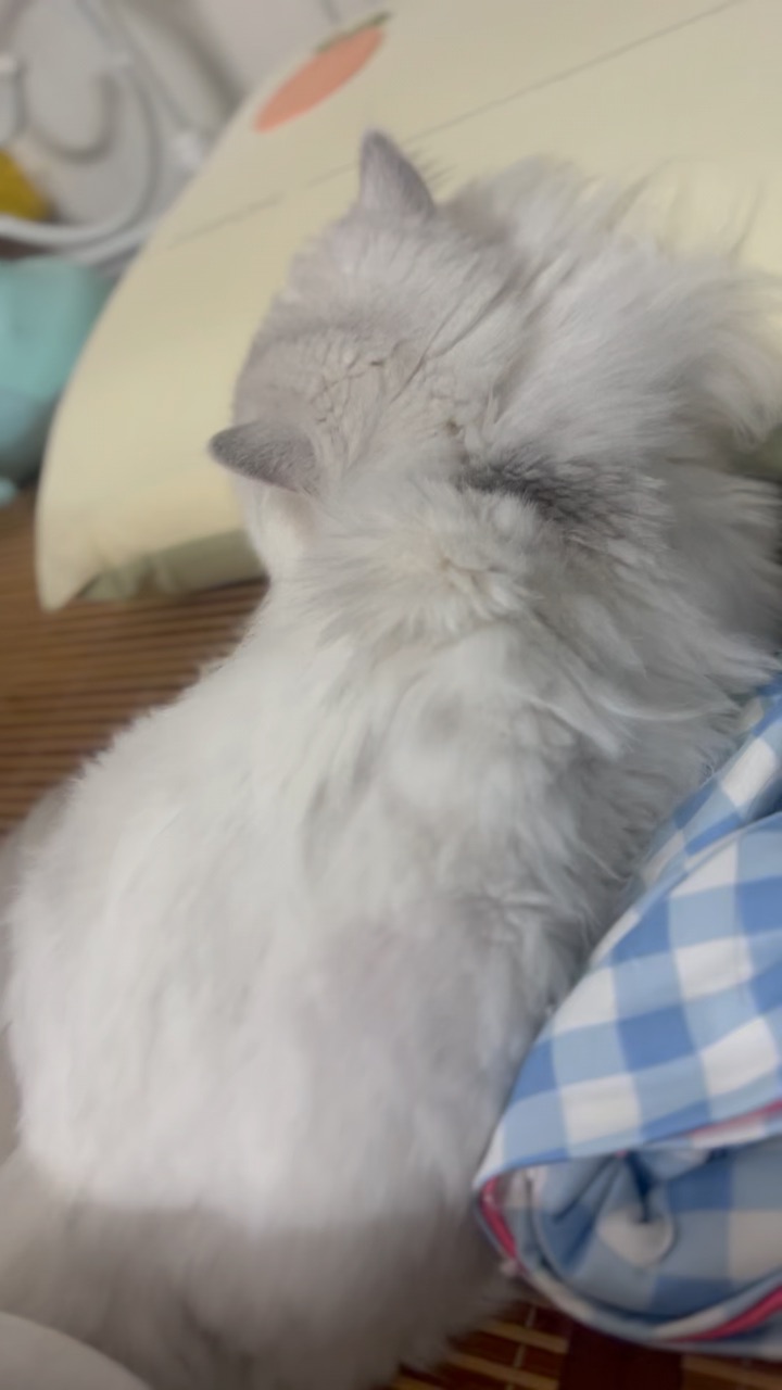 睡觉呢