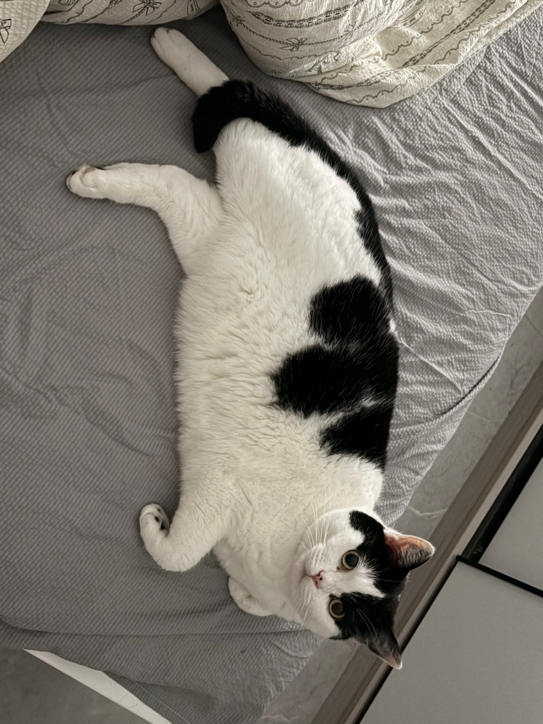宝宝你是一只小猪