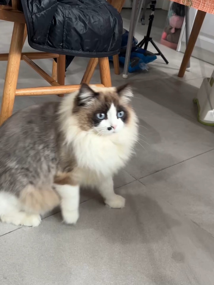 自制逗猫棒逗猫