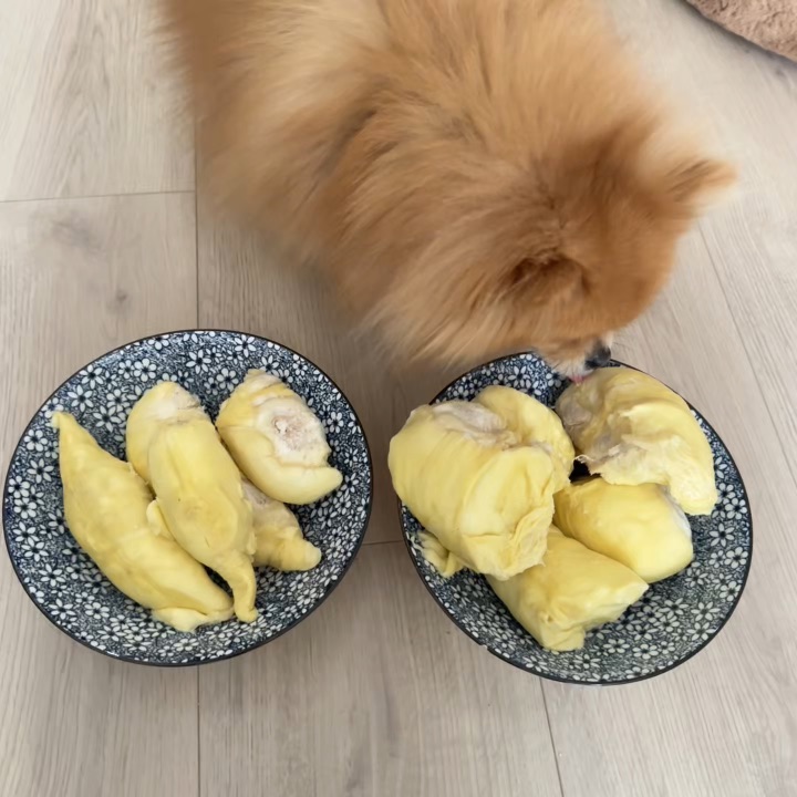 你们小斗吃榴莲吗