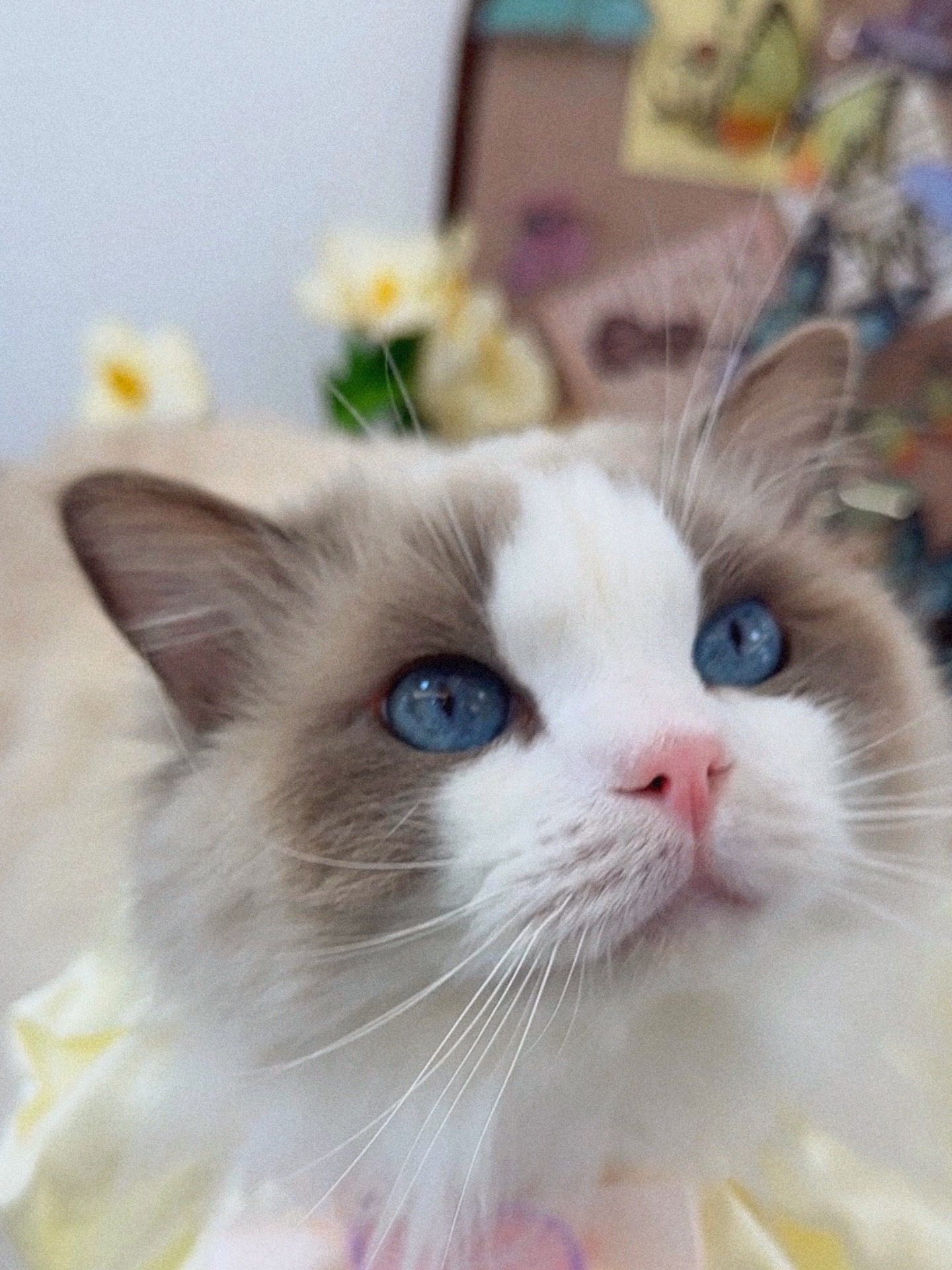 小馋猫来咯