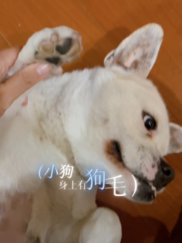 小狗之歌