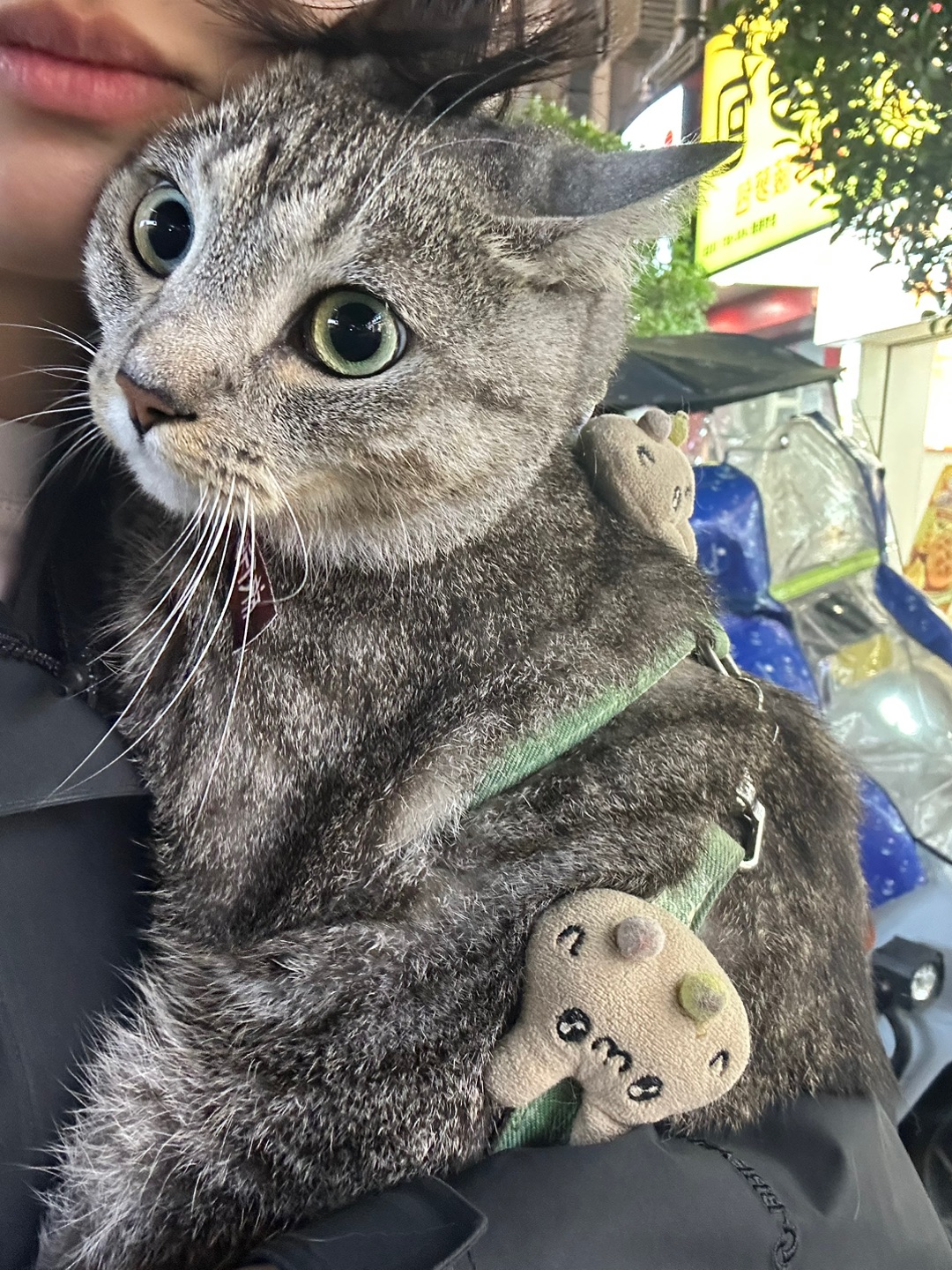 5.4 小猫咪！！！