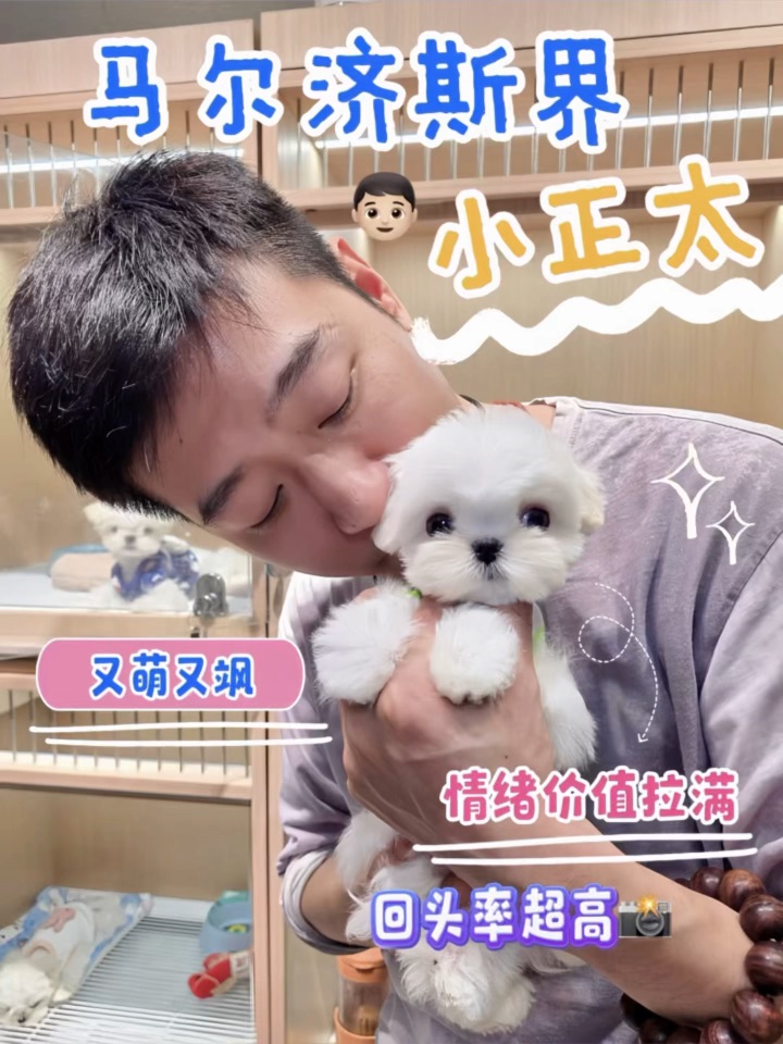 第一眼看到就觉得：这不就是狗界小正太吗🥰