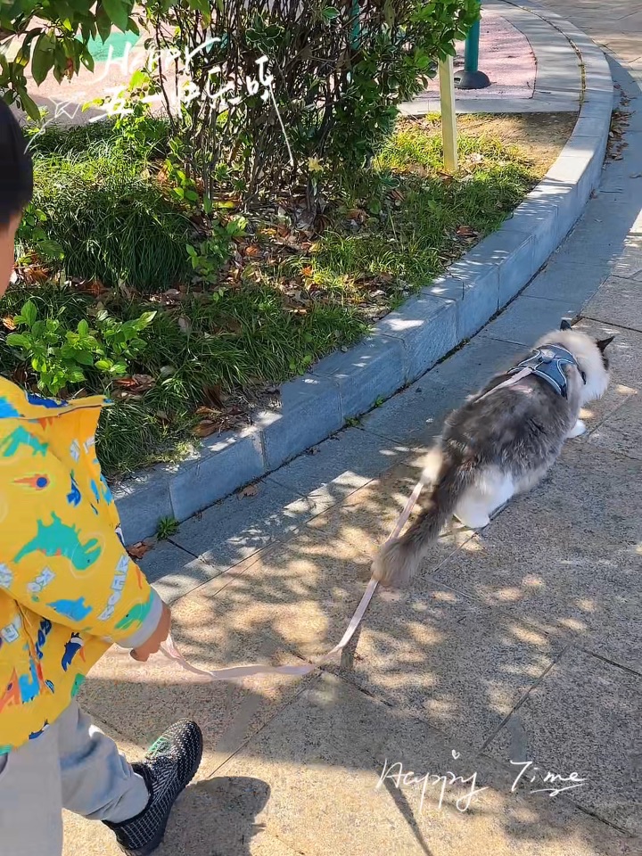 五一假期遛猫