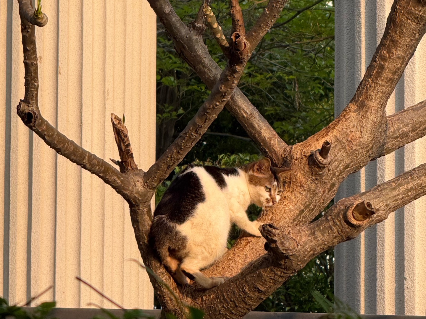 ☀️遛猫碎片