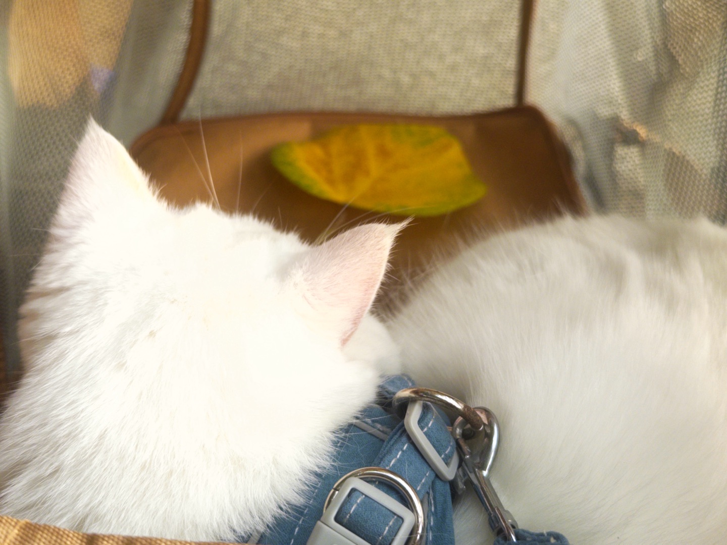🐾小白猫出门日记