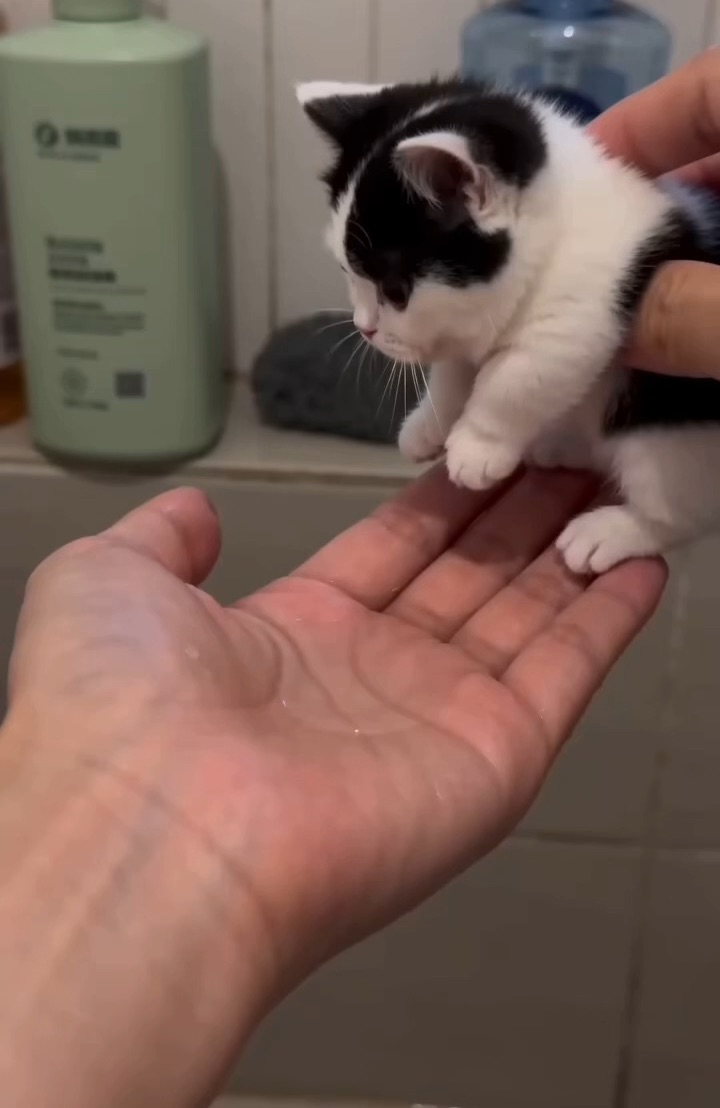 沉浸式洗猫