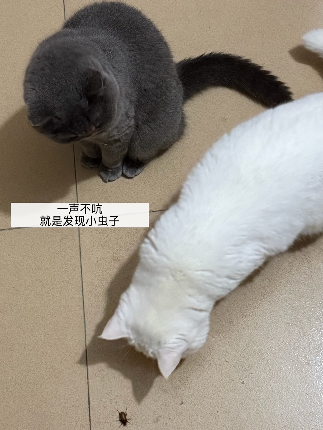 西五街